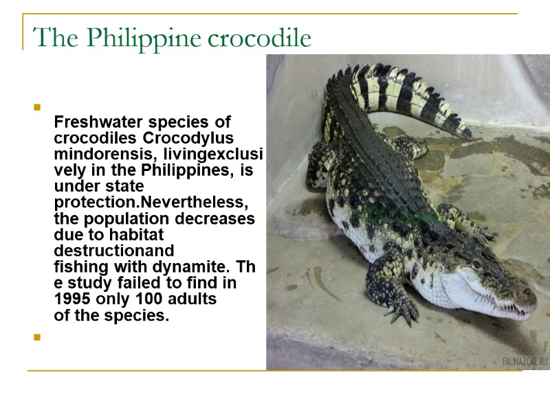 The Philippine crocodile   Freshwater species of crocodiles Crocodylus mindorensis, livingexclusively in the